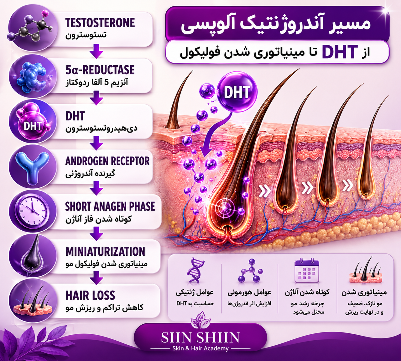 ✨ریزش موی آندروژنتیک؛ از DHT تا مینیاتوری شدن فولیکول مو